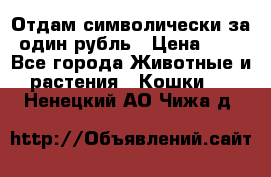 Отдам символически за один рубль › Цена ­ 1 - Все города Животные и растения » Кошки   . Ненецкий АО,Чижа д.
